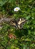 <em>Papilio machaon</em>